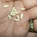 Cucumber Poona Kheera (10 Seeds)