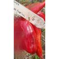 Chilli Red Punt Paprika Pepper (10 Seeds)