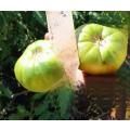 Tomato Aunt Ruby`s German Green Giant (10 Seeds)