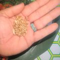 Hard Red Winter Wheat: Grain (5 Grams - Approximately 275 Seeds)