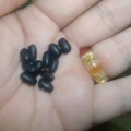 Bean Pole Mitla Black Tepary (10 Seeds)