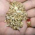 Hard Red Winter Wheat: Grain (5 Grams - Approximately 275 Seeds)