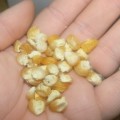 Corn Golden Bantam Sweet Organic - 120ml (Approximately +-450 Seeds)