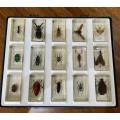 Complete tray of Real life Bugs in Resin - very nice variety **CHRISTMAS GIFT IDEA**