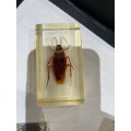 Lot of 8 real life bugs in resin - complete your set today or swop out doubles