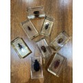 Lot of 8 real life bugs in resin - complete your set today or swop out doubles