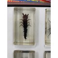 National Geographic Real Life Bugs in Resin - full tray + books