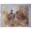 "PONDERING FRANCOLIN" WATER COLOUR BY BARBARA SIEDLE