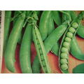 Pea Seeds Greenfeast 40 Vegetable Seeds