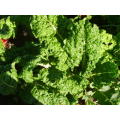 Spinach - Swiss Chard Fordhook Giant 200 Spinach Seeds