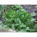 Coriander Herb Seeds (Dhunia) - 100 Herb Seeds