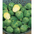 BRUSSEL SPROUTS SEEDS LONG ISLAND - 200 SEEDS