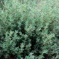 Thyme Winter 1 Gram of Thyme Seeds
