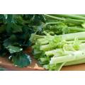 Celery Seeds Utah - 1000 Celery Seeds