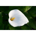 Arum Lily Seeds White - 10 Zantedeschia Seeds