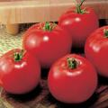 Tomato Seeds Moneymaker - 100 Tomato Seeds