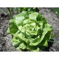 Lettuce Seeds Butterhead Attraction - 2 Grams Bulk Lettuce Seeds