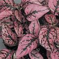 Hypoestes Seeds  Confetti Compact Rose - 10 Hypoestes Seeds