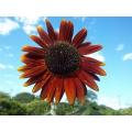 Sunflower Seeds Red Sun - 50 Helianthus Seeds