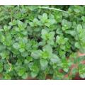 Thyme, Herb Seeds Thyme De Provence 100 Herb Seeds