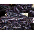 SPECIAL OFFER - Sweet Corn Seeds Blue Hopi Heirloom - Sweetcorn 30 grams of Seeds