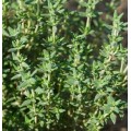 THYME WINTER 250 SEEDS