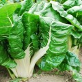 Spinach - Swiss Chard Fordhook Giant 200 Spinach Seeds