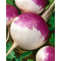 Turnip Purple Top - 300 Turnip Seeds