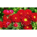 Aster Seeds Matsumoto Red - 50 Aster Seeds