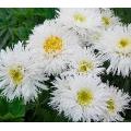 SHASTA DAISY SEEDS CRAZY DAISY - 250 SHASTA DAISY SEEDS BULK BUY