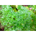 PARSLEY  MOSS CURL 300 SEEDS CURLY PARSLEY SEEDS