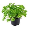 Parsley  Moss Curl 5 Grams Curly Parsley Seeds