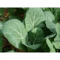 Kale Seeds Chou Moullier - 5 Grams Vegetable Seeds