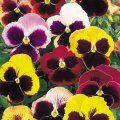 PANSY SWISS GIANT FLOWER SEEDS, 200 SEEDS