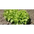 Lettuce Salad Bowl Green 1 Gram Lettuce Seeds