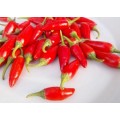 BULLET CHILLI SEEDS - 20 CHILLI SEEDS