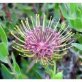 PROTEA SEEDS RIBBON PINCUSHION - 5 LEUCOSPERMUM TOTTUM