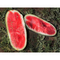 Watermelon Seeds Congo Hierloom - 20 Watermelon Seeds