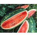 Watermelon Seeds Congo Hierloom - 20 Watermelon Seeds