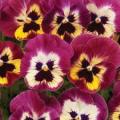 PANSY SEEDS PROMISE ANTIQUE SHADES - 10 PANSY SEEDS