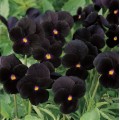 Viola Seeds Sorbet Black Delight - 50 Viola Seeds