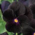 Viola Seeds Sorbet Black Delight - 50 Viola Seeds