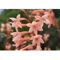 WATSONIA SEEDS TABULARIS - 10 WATSONIA SEEDS