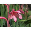 WATSONIA SEEDS TABULARIS - 10 WATSONIA SEEDS