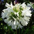 AGAPANTHUS SEEDS TALL WHITE - 10 AGAPANTHUS SEEDS