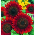 Sunflower Seeds Red Sun - 50 Helianthus Seeds
