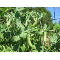 Pea Seeds Sugar Snap Cascadia - 50 Grams Pea Seeds