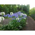 AGAPANHUS SEEDS DWARF MIX - 10 AGAPANTHUS SEEDS