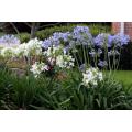 AGAPANHUS SEEDS DWARF MIX - 10 AGAPANTHUS SEEDS