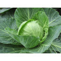 CABBAGE SEEDS GLORY OF ENKHUIZEN - 200 CABBAGE SEEDS
